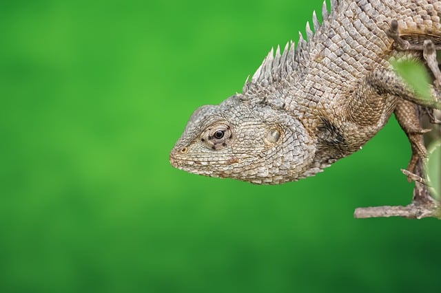 **Akustyczny monitoring gatunków inwazyjnych przy użyciu sztucznej inteligencji: Wczesne wykrywanie i prewencja rozprzestrzeniania się gatunków obcych w parkach narodowych.**